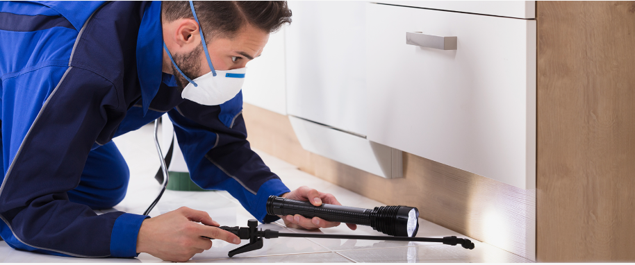 Rosenberg pest xpert removal